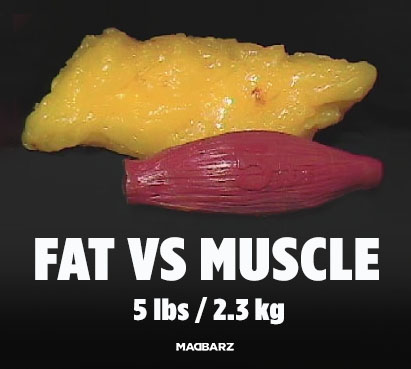 Fat vs Muscle
