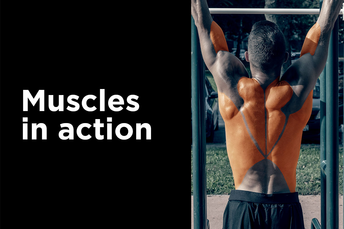 Pull-Up muscles - Which muscles are used during Pull-Ups?